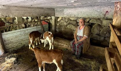 Artvin'de Nadir Görülen Olay: İnek Dördüz Doğurdu, Tatar Ailesi Sevinç Yaşadı