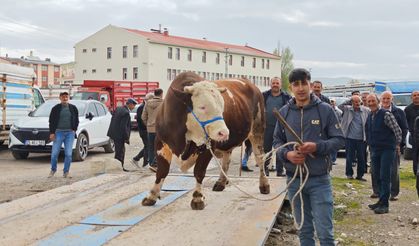 Kurbanlıklar Görücüye Çıktı: Talep Düşük, fiyat yüksek!