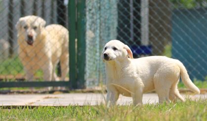 Türkiye'nin Koruyucu Efsanelerine Yoğun Talep