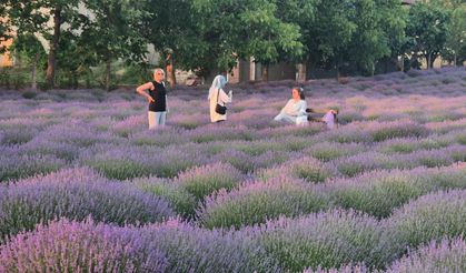 Tekirdağ’da Mor Rota Büyülüyor: Lavanta Tarlaları Ziyaretçilerini Ağırlıyor