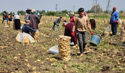 Adana’da Patates Hasadı Devam Ediyor: Verim Düşük, Fiyatlar Geriledi
