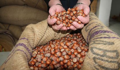 Giresun’da Fındık Fiyatları Yeniden Yükselişe Geçti