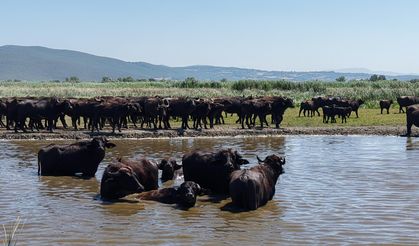 Afrika savanasını andıran görüntüler Bursa'dan