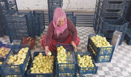 Mersin’de Mut beyaz inciri altın yılını yaşıyor