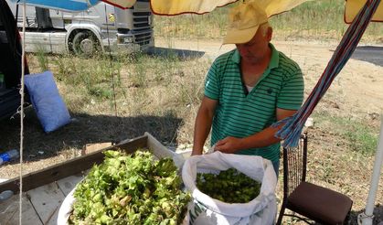 Ordu'da taze fındık tezgahlarda: Kilosu 200 TL
