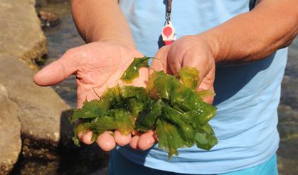 Japonların peşine düştüğü şifalı yosun Giresun’da