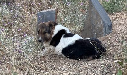 Mezar başında vefa nöbeti: Sahibinin mezarından ayrılmıyor