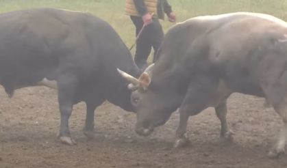 Artvin'de 200 Yıllık Gelenek Kafkasör Boğa Güreşleri Festivali Başladı!