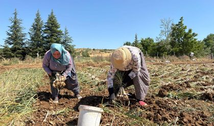 Dünyaca Ünlü Taşköprü Sarımsağında Hasat Heyecanı Başladı