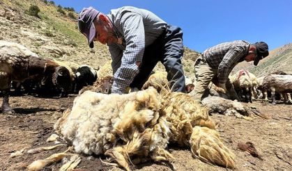 1 yılda büyüyen yünler, 3 dakika kırkılıyor
