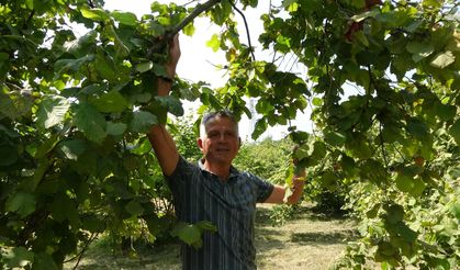 Fındıkta erken hasat uyarısı!