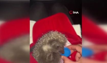 Yangın bölgesindeki hayvanların tahliyesi için seferber oldular