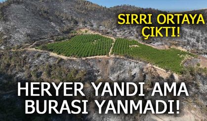 Yangın Her Yeri Sardı, Bir Bahçeye Dokunamadı: Sırrı Sulamada Saklı