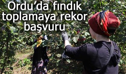 Ordu’da fındık toplamaya rekor başvuru