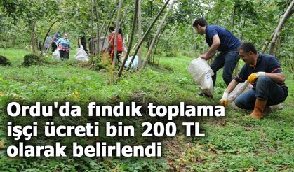 Ordu'da fındık toplama işçi ücreti bin 200 TL olarak belirlendi