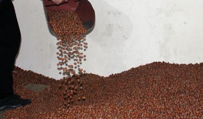 Giresun'da serbest piyasa fındık fiyatı, TMO'nun fiyatlarının üzerine çıktı