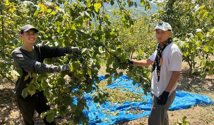 Fındık hasadı başladı, tırpan ücretleri rekor kırdı