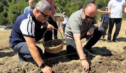 Dünyanın en pahallı baharatı Safran toprakla buluşuyor