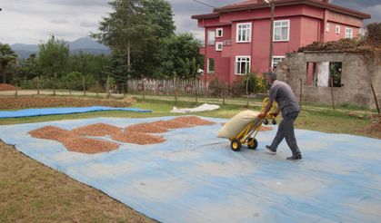 Ordu’da Fındık Hasadı Sonrası İmece Mesaisi
