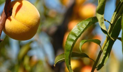 Bursa Uludağ Üniversitesi’nde 120 Çeşit Şeftali ve Nektarin Koleksiyonu