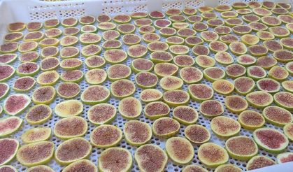 İncir cipsi sofraların yeni gözdesi oldu