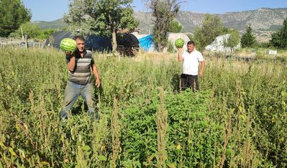Çiftçi Karpuzu Bedava Dağıtıyor: “Parasıyla Değer Bulmuyor, Halk Yesin”