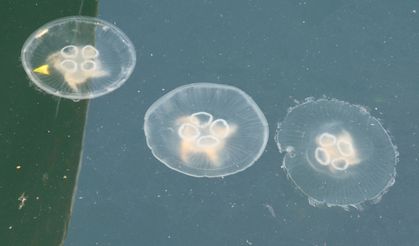 Marmara’da Balıkçıların Yeni Kabusu: Denizanaları