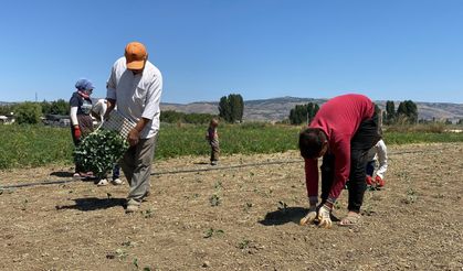 Eskişehir’de Kuraklık ve Artan Maliyetler Sebze Üreticilerini Zorluyor