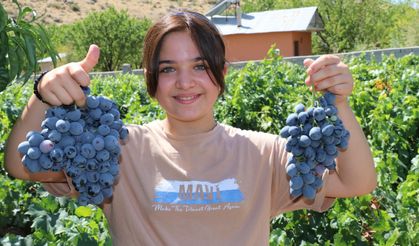 İki asırlık Üzümlü'nün bağlarında Cimin üzümü hasadı başladı