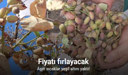 Aşırı sıcaklar Siirt fıstığını vurdu; rekoltede yüzde 80 kayıp bekleniyor