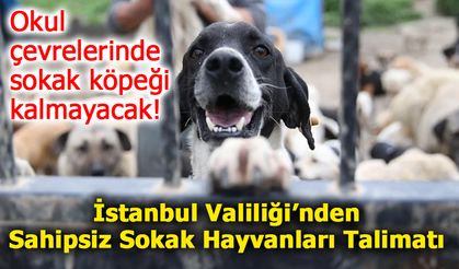 İstanbul Valiliği’nden Sahipsiz Sokak Hayvanları Talimatı