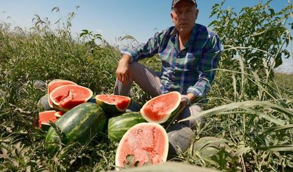Bursalı Çiftçi, Sözleşmeli Karpuzda Milyonluk Zarara Uğradı!