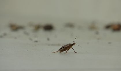 Ordu’da Kahverengi Kokarca Alarmı: Tarım Ürünleri ve Evler Tehlikede