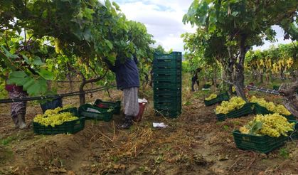 Üzüm hasadı yağmur ve çamura rağmen devam ediyor