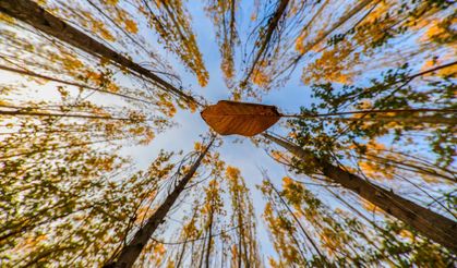 Altın ve kızılın dansı: Erzincan’ın dağları sonbahar güzelliğiyle büyülüyor