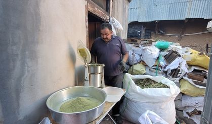 Doğanın Şifalı Hediyesi: Zetrin Baharatı Erzincan’da Yeniden Keşfediliyor