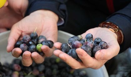 Artvin’de Butko Zeytini Hasadı Devam Ediyor