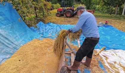 Artvin’in Bereketli Topraklarında Pirinç ve Butko Zeytini Hasadı