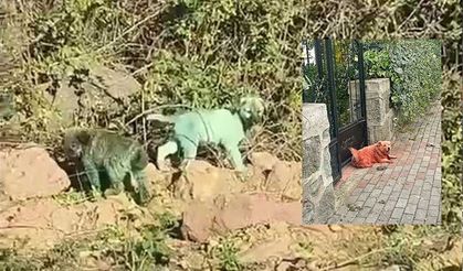Kocaeli’de Boyanmış Köpeklerin sırrı ne?