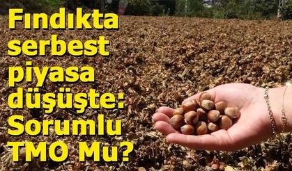 TMO’nun fındık alım fiyatı tartışma yarattı: Üretici zarar ediyor