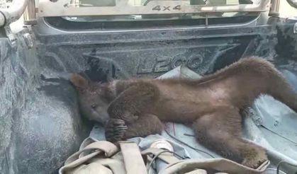 Viral ayı satışları uçurdu: Balcı dükkânının başköşesine ‘bayılan ayı’ dekoru