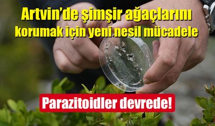 Artvin’de şimşir güvesine karşı biyolojik mücadele!