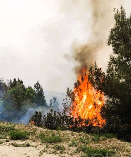 Sezonun ilk orman yangını Denizli'de! Neyse ki büyümeden söndürüldü