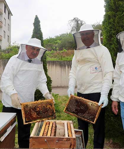 Ordu’da ana arı yetiştiriciliği yaygınlaşıyor