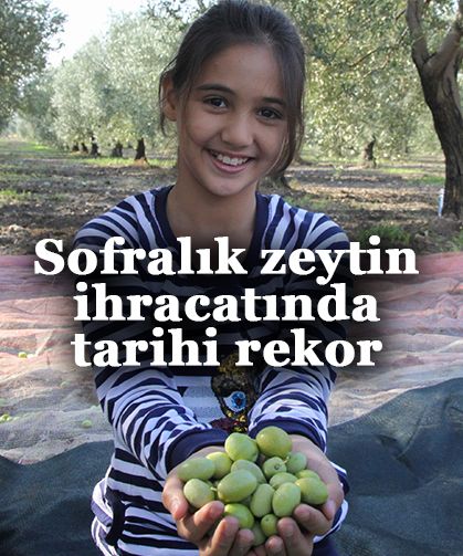 Sofralık zeytin ihracatında tarihi rekor