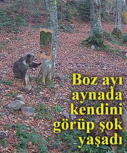 Boz ayı aynada kendini görüp şok yaşadı