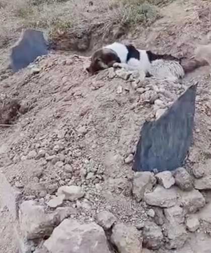 Mezar başında vefa nöbeti: Sahibinin mezarından ayrılmıyor