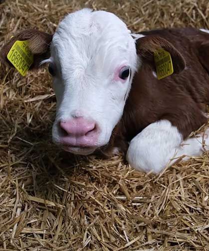 Pilot uygulama Amasya’da başladı: Süt ineklerinden etçi buzağı üretilecek