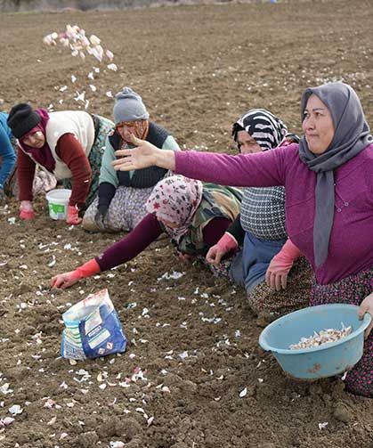 Dünyaca ünlü Taşköprü sarımsağının ekim sezonu erken başladı
