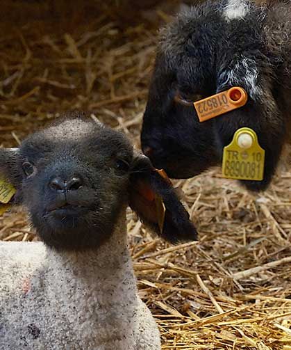 Bandırma Koyunu ırk tesciline hazırlanıyor!
